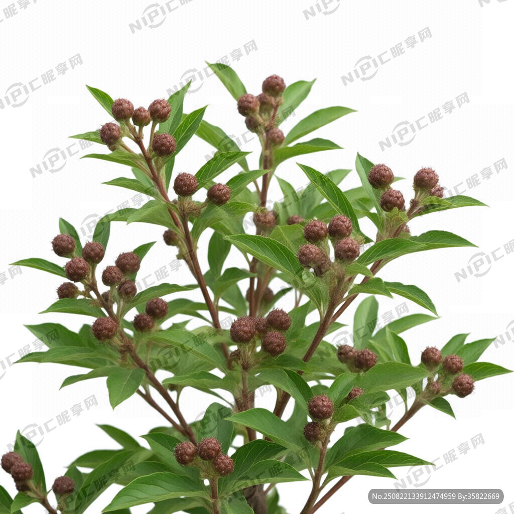 凤丹全株无花有果实