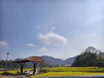 天空油菜花