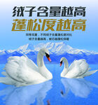 双天鹅在蓝色水域的美丽景象