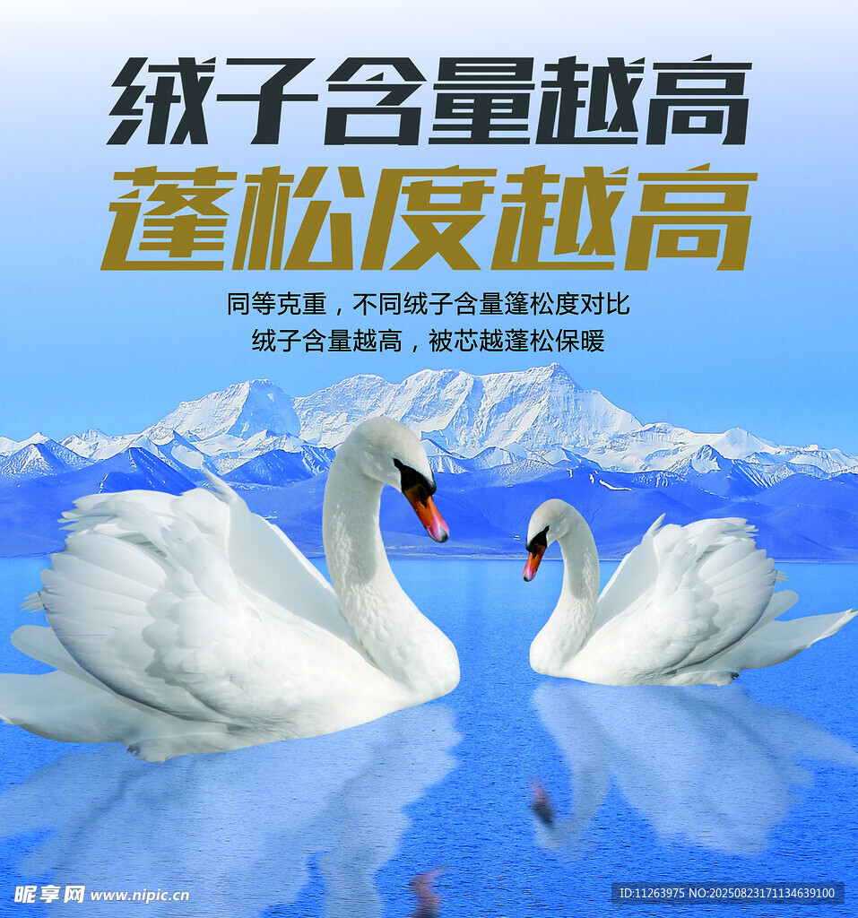 双天鹅在蓝色水域的美丽景象