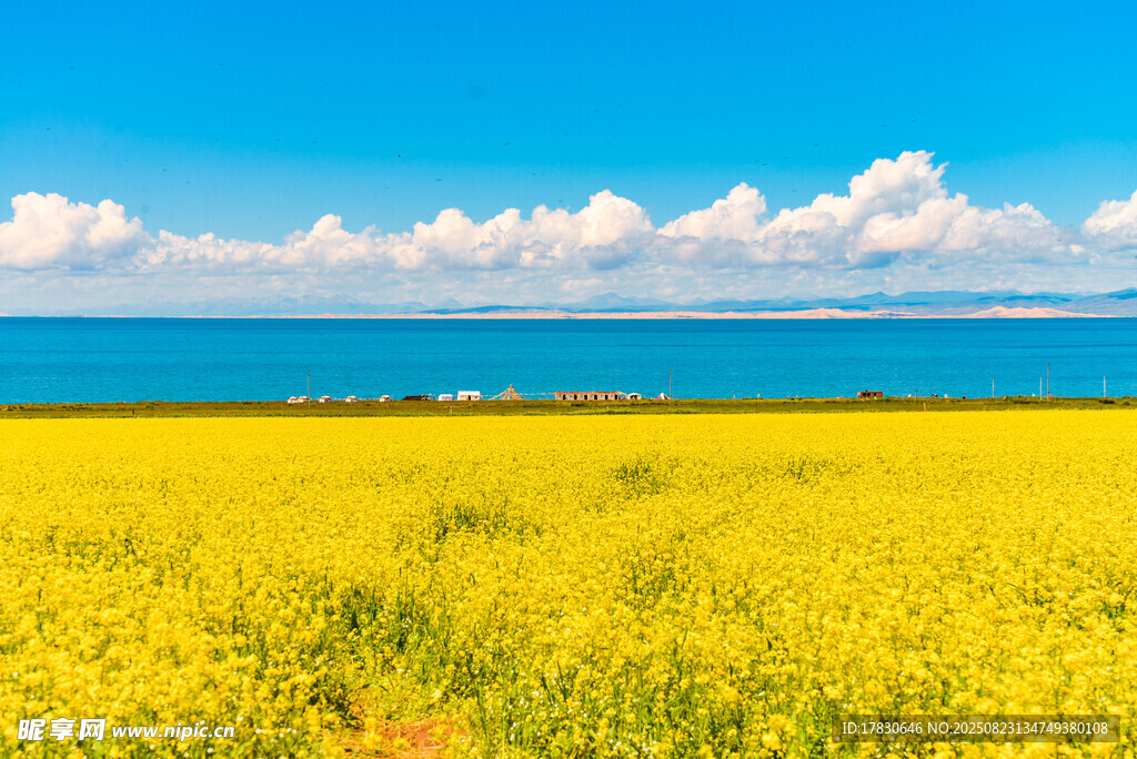 盛开的青海湖油菜花