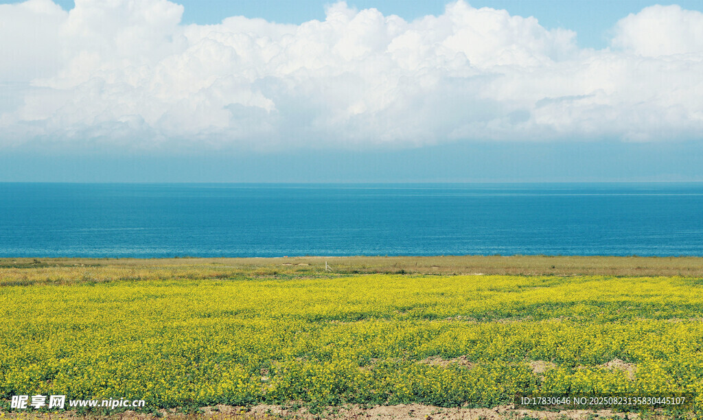 青海湖油菜花