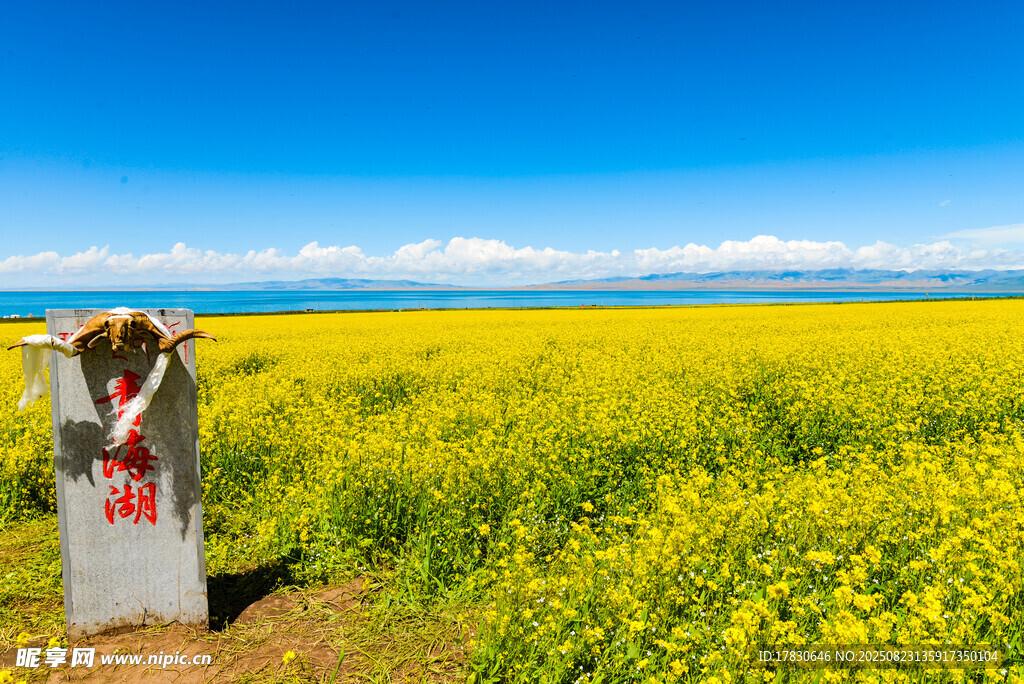 青海湖油菜花田