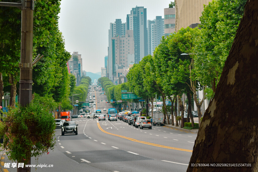 城市林荫大道街景