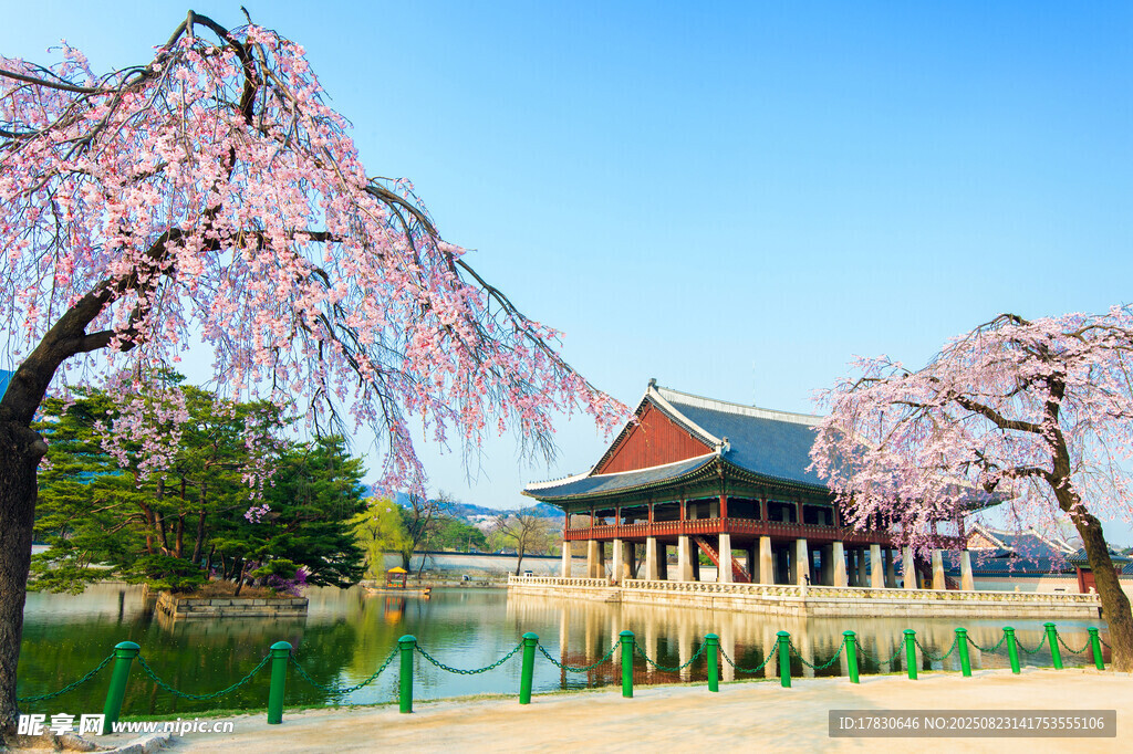 湖畔樱花下的古典建筑