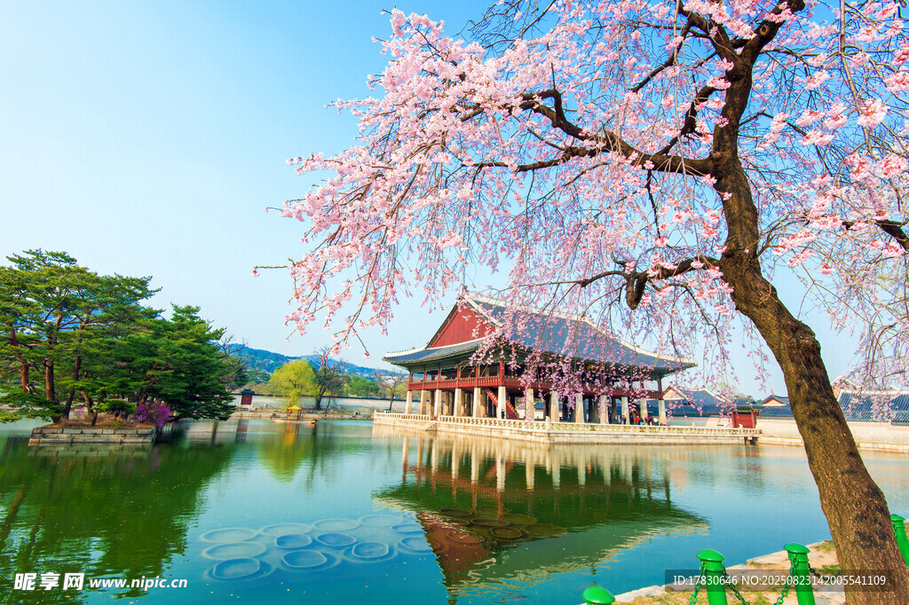 湖畔樱花下的古典建筑