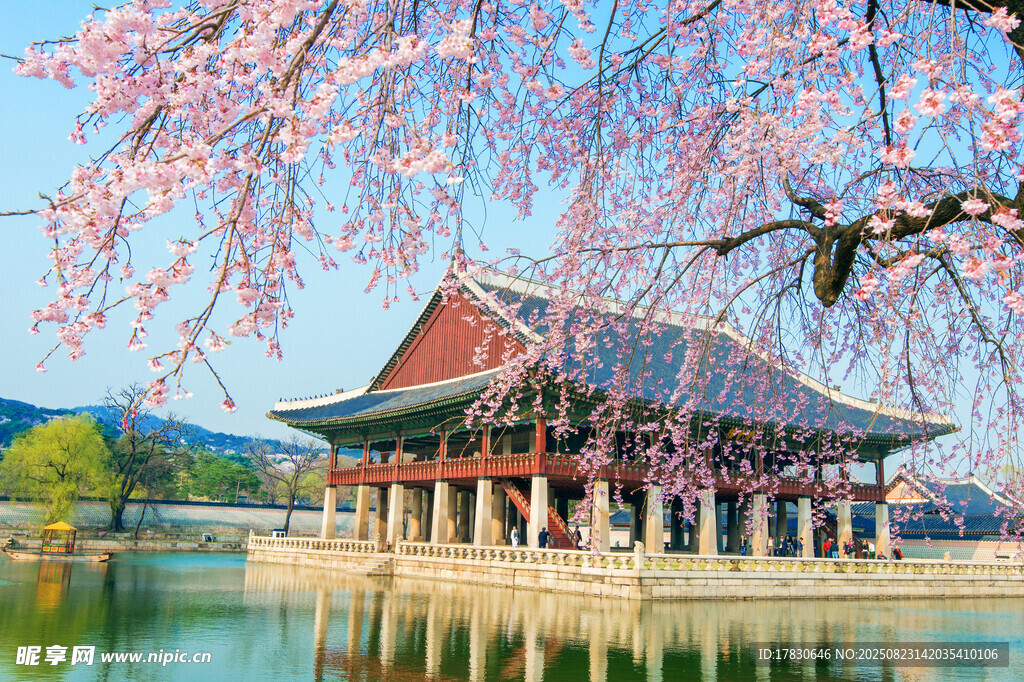 湖畔古建樱花美景