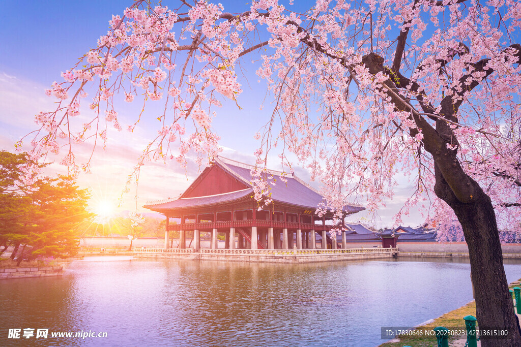 湖畔樱花古建筑美景