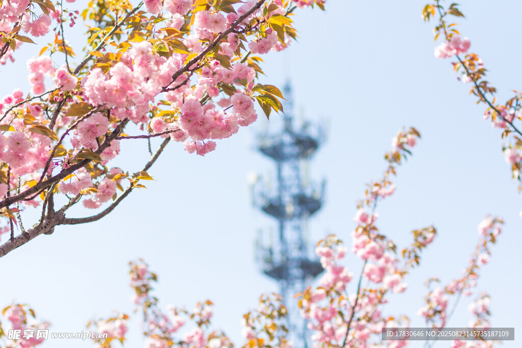 春日繁花与远处信号塔