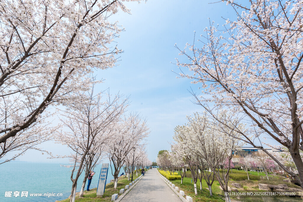 樱花