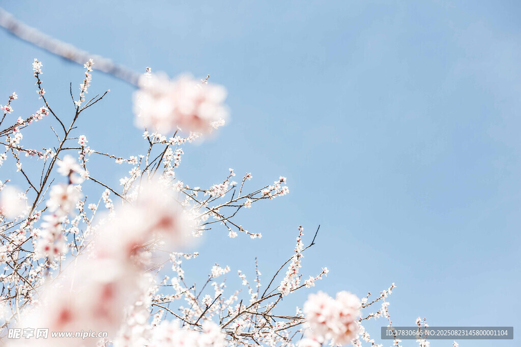 蓝天映衬下的粉嫩花枝