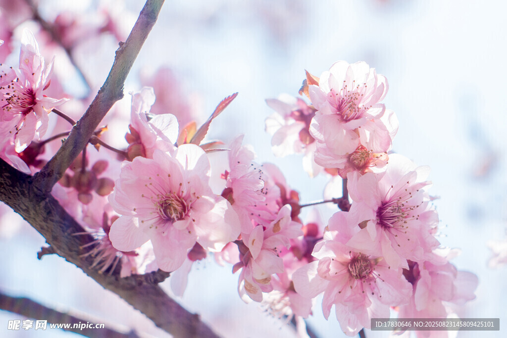 枝头绽放的粉嫩樱花
