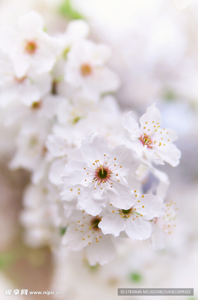 白色繁花绽放