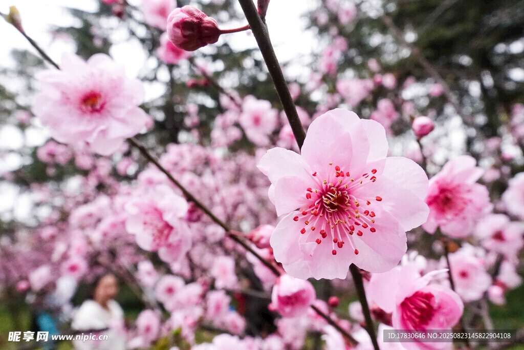 盛开的粉色繁花