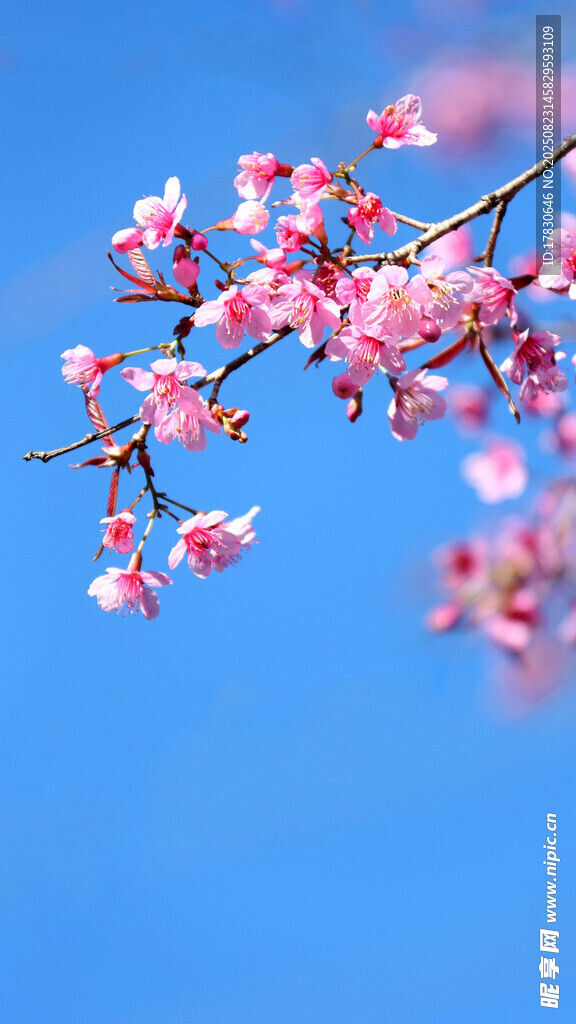 蓝天映衬下的粉嫩樱花枝