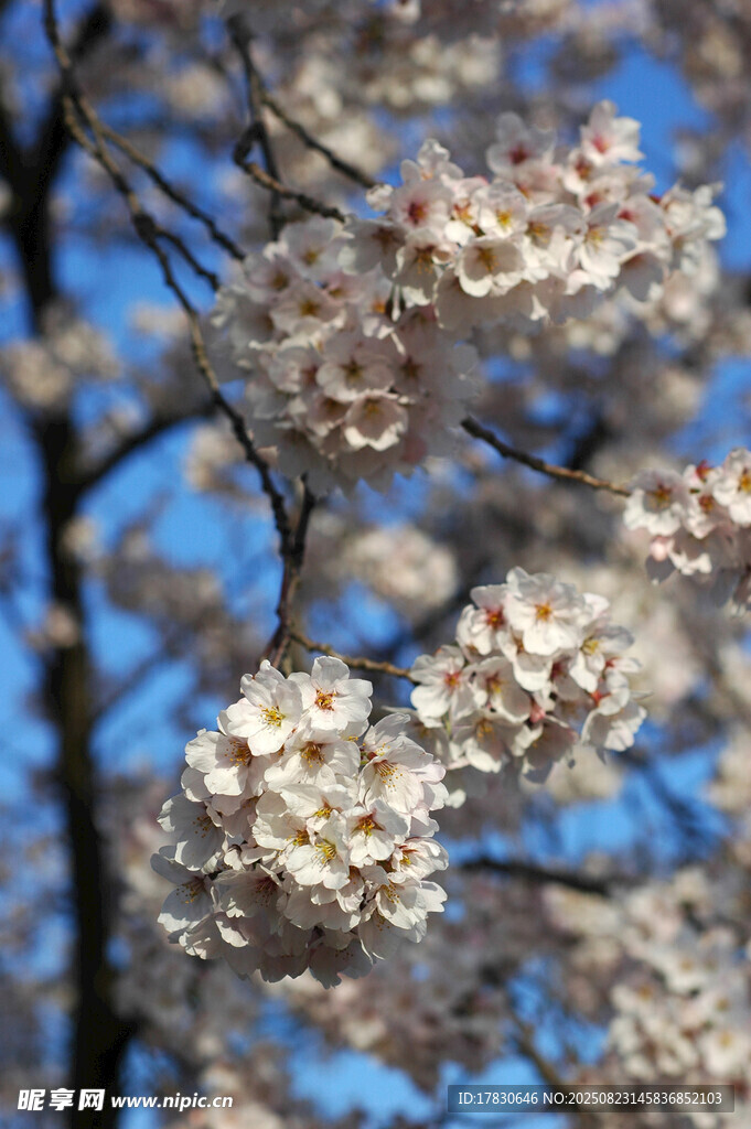 樱花