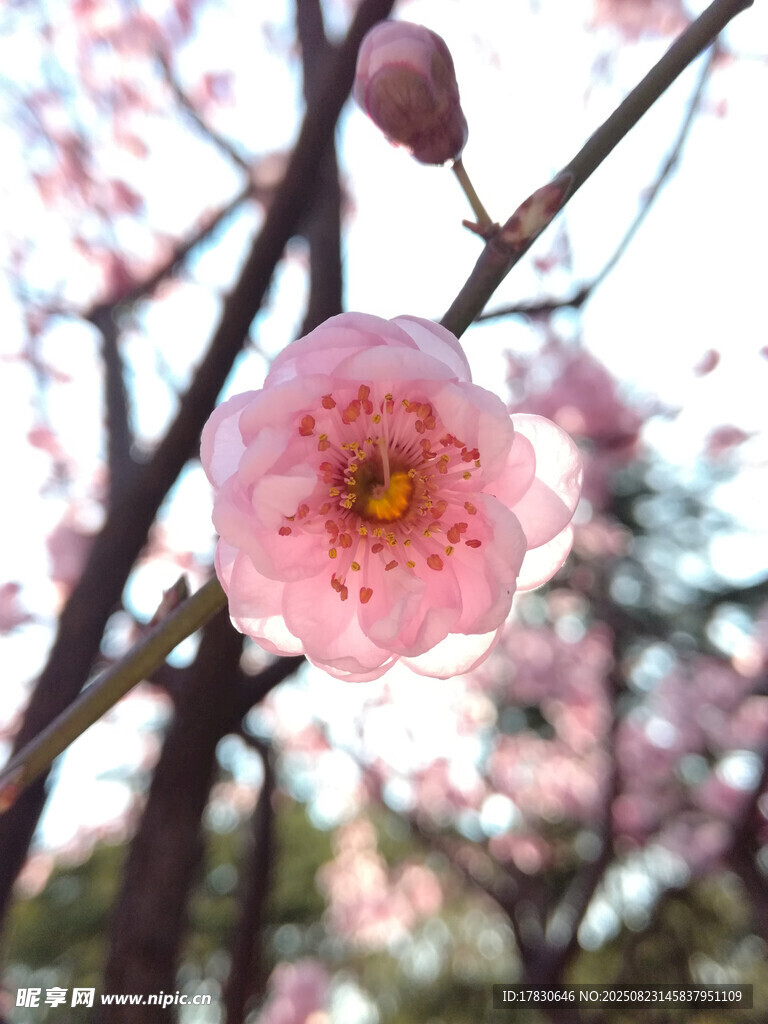 绽放的粉色梅花