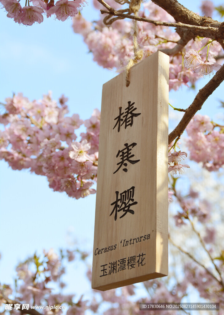 桥寒樱挂牌赏烂漫樱花