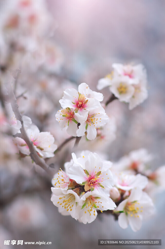 枝头绽放的美丽白色花朵