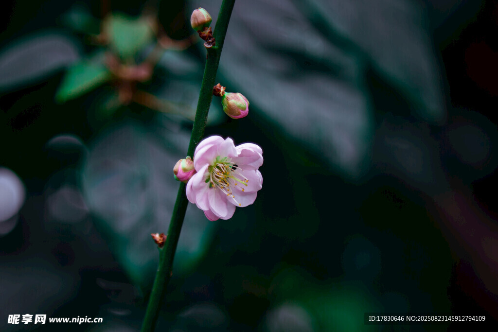 一枝粉嫩梅花绽放