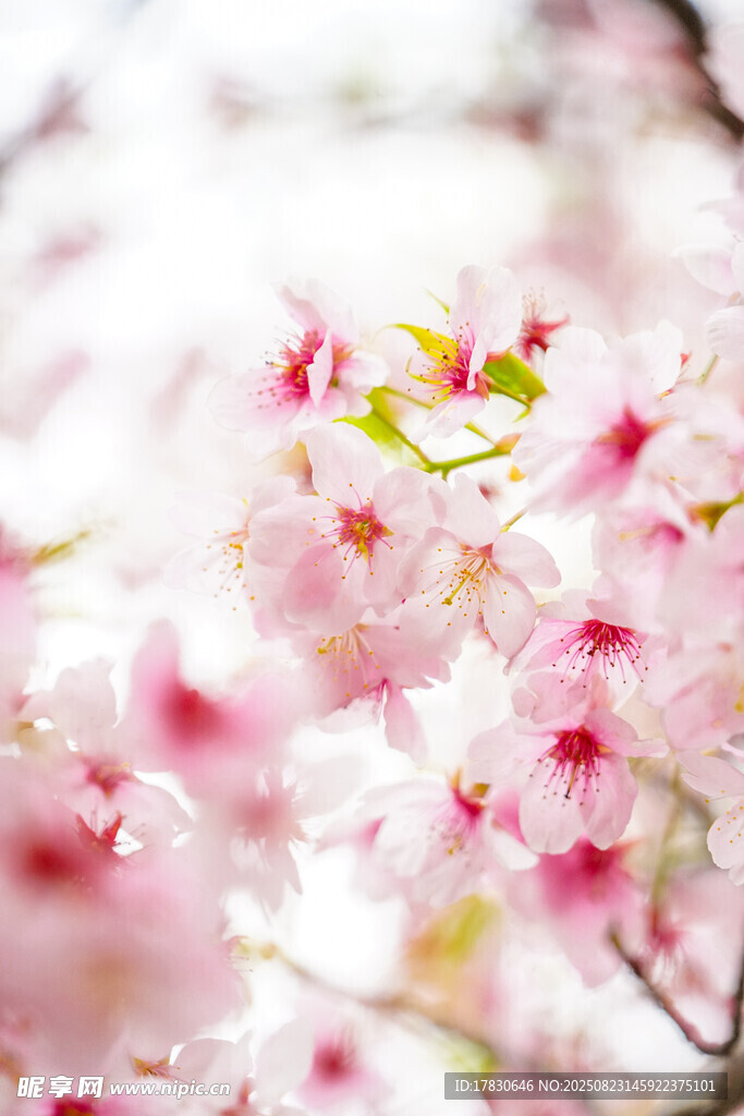 烂漫樱花绽放