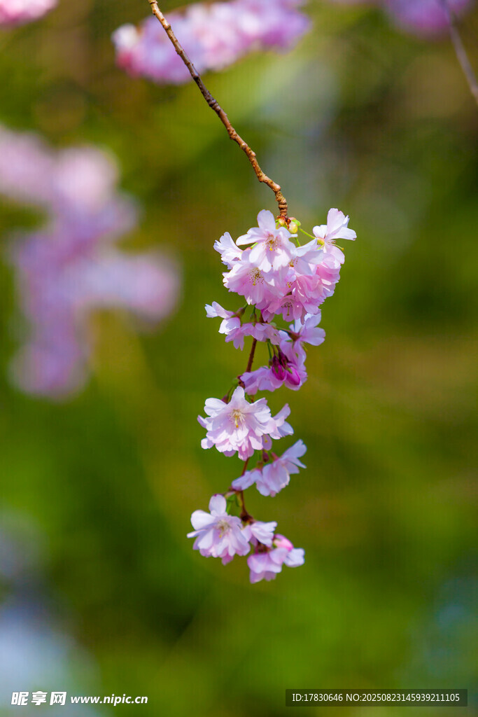 枝头绽放的粉嫩美丽花朵
