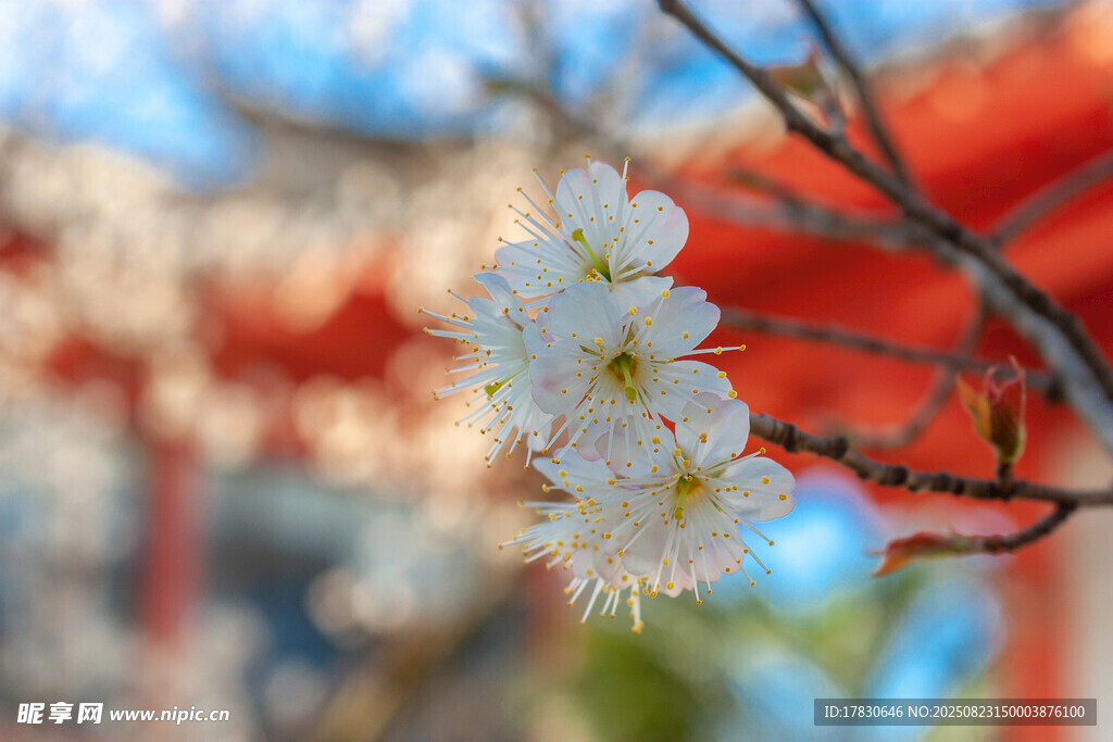 枝头绽放的素雅白色花朵