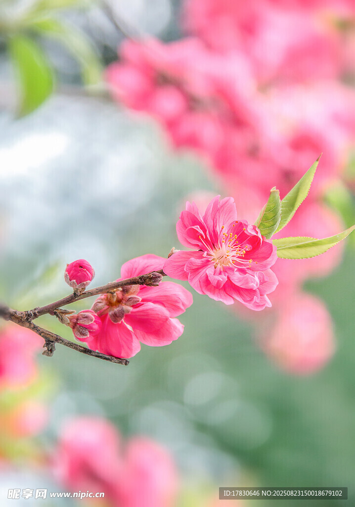 枝头绽放的娇艳粉色桃花