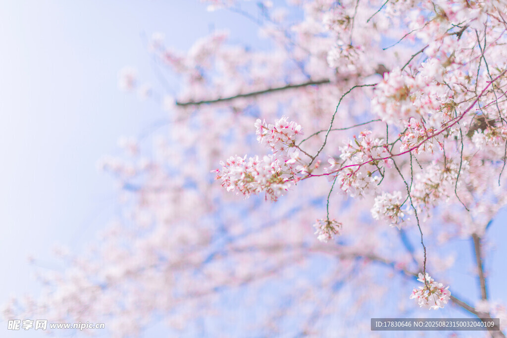 春日烂漫樱花枝头绽放