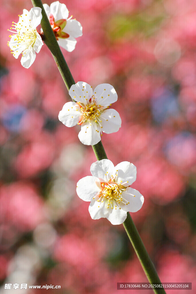 枝头绽放的素雅白梅花