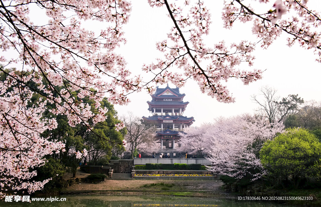 樱花烂漫中的古典建筑