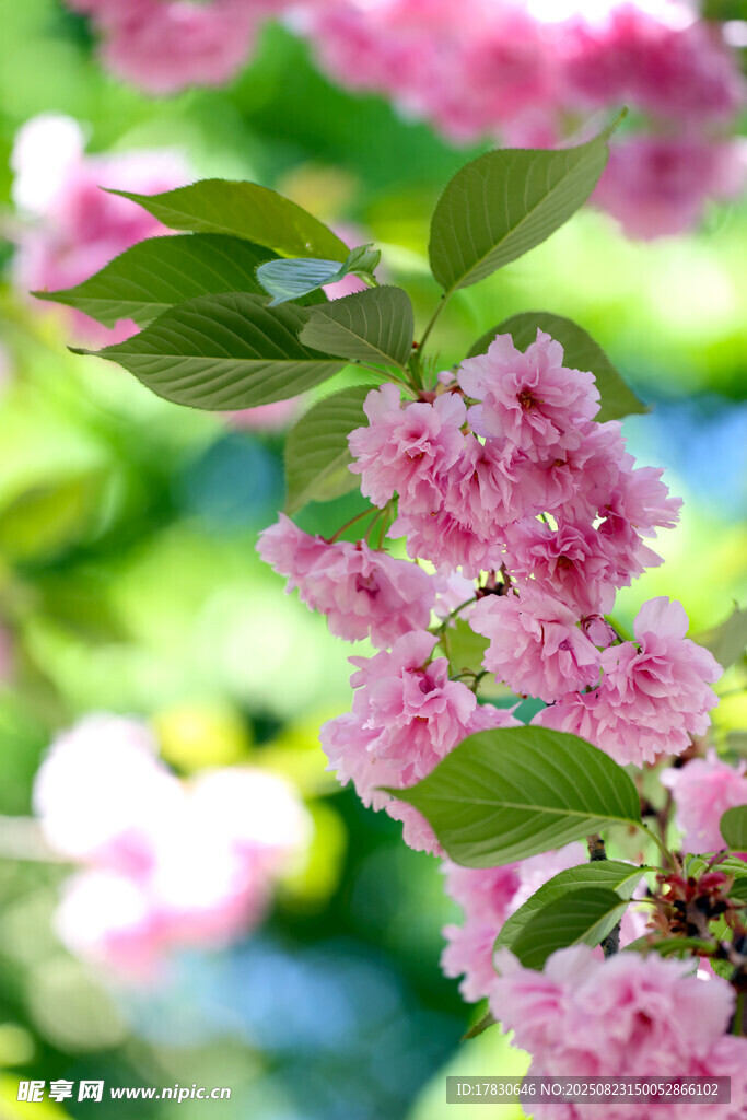 粉色烂漫樱花枝头绽放