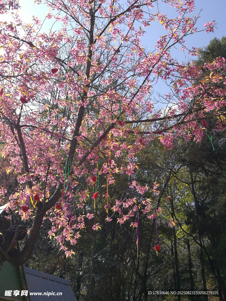 盛开的粉色繁花树景