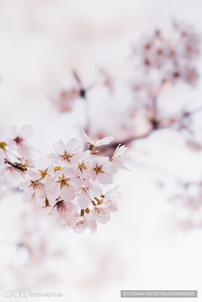 春日绽放的粉嫩樱花枝