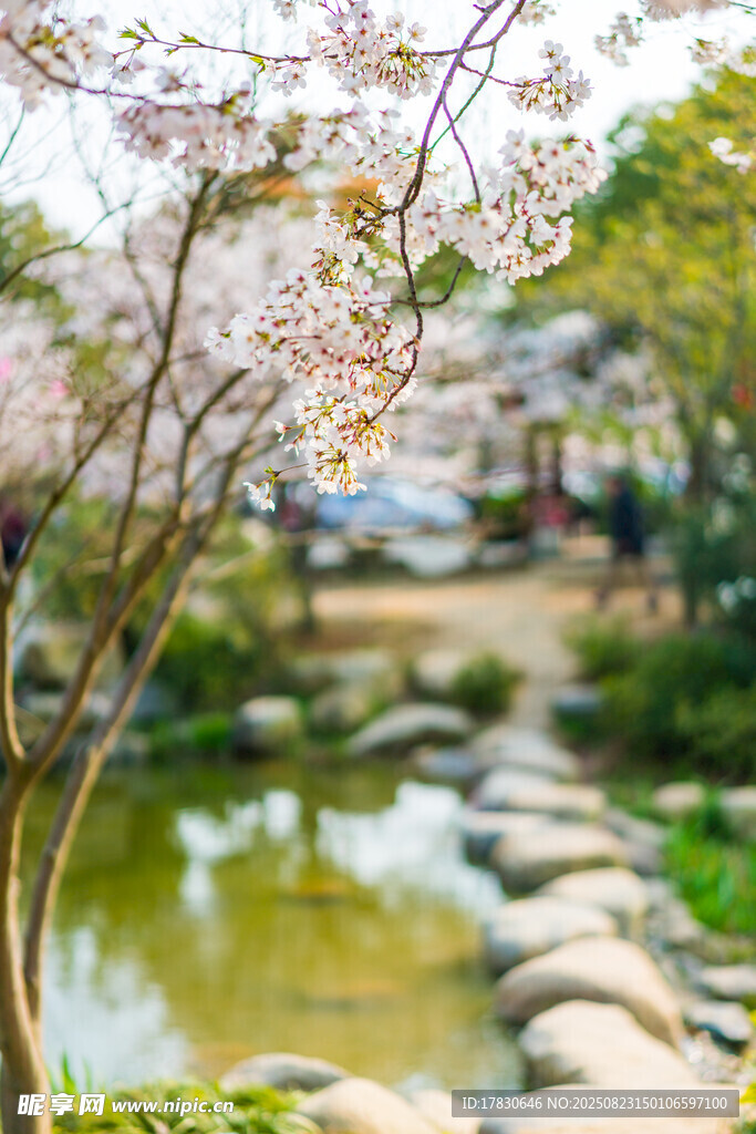 春日溪边绽放的烂漫樱花
