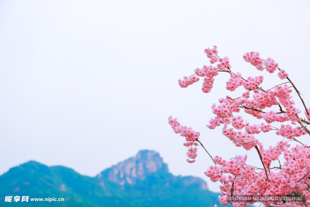 山间绽放的烂漫粉色花枝