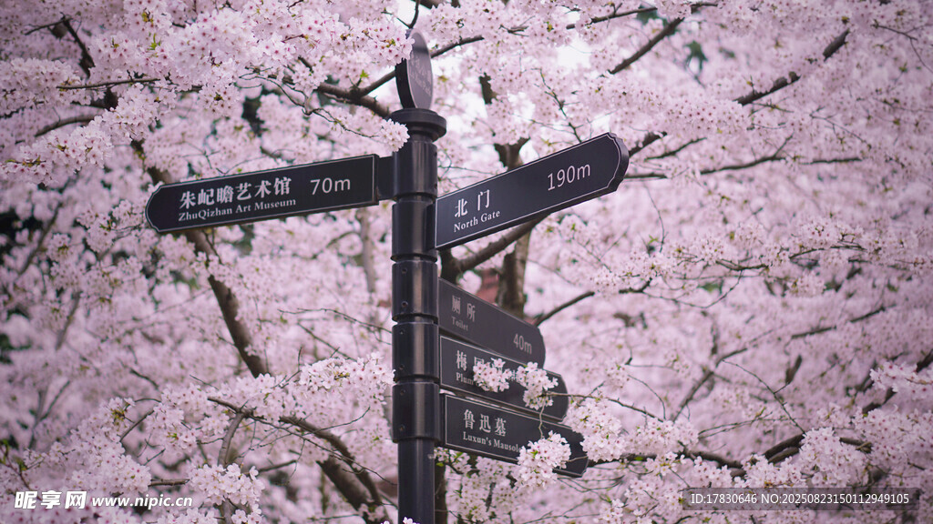 樱花树下的路牌