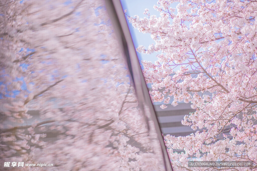 透过车窗赏烂漫樱花