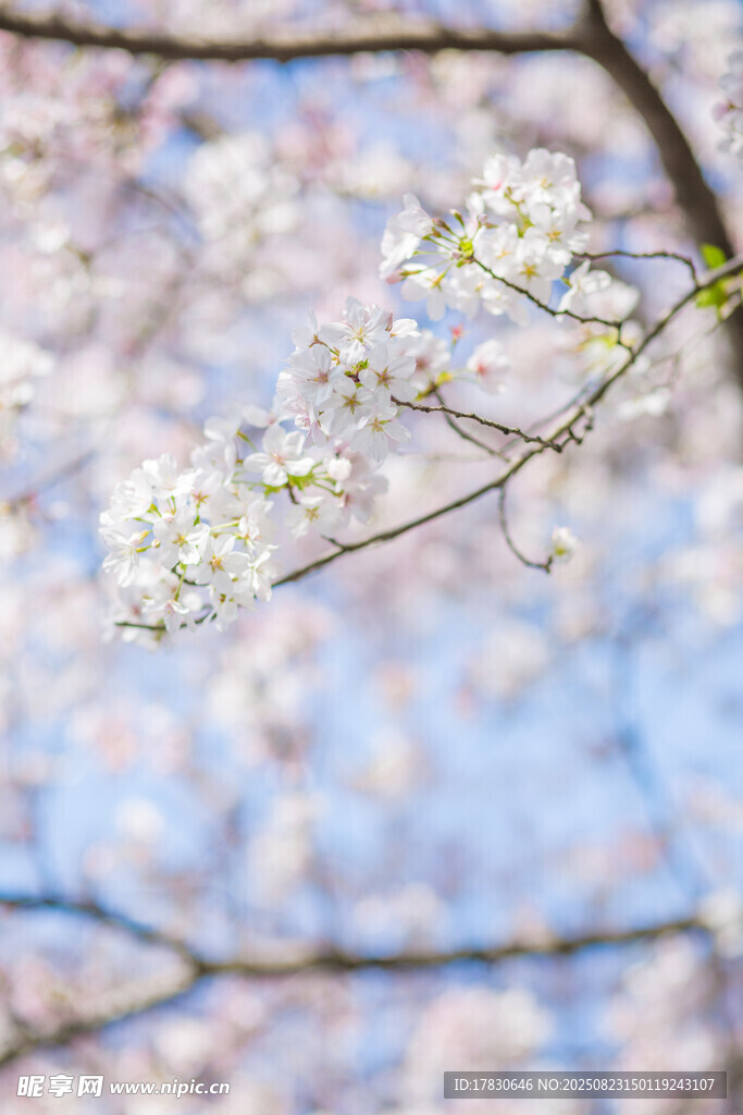 春日绽放的烂漫樱花枝
