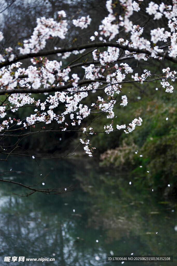 河畔烂漫樱花临水盛放
