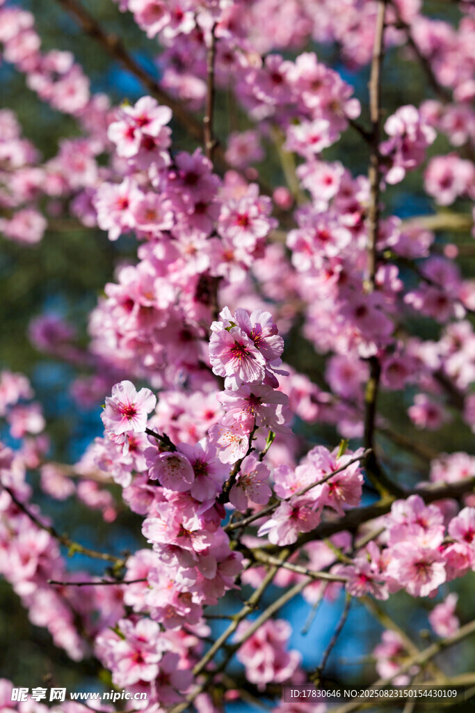烂漫粉色桃花绽放枝头