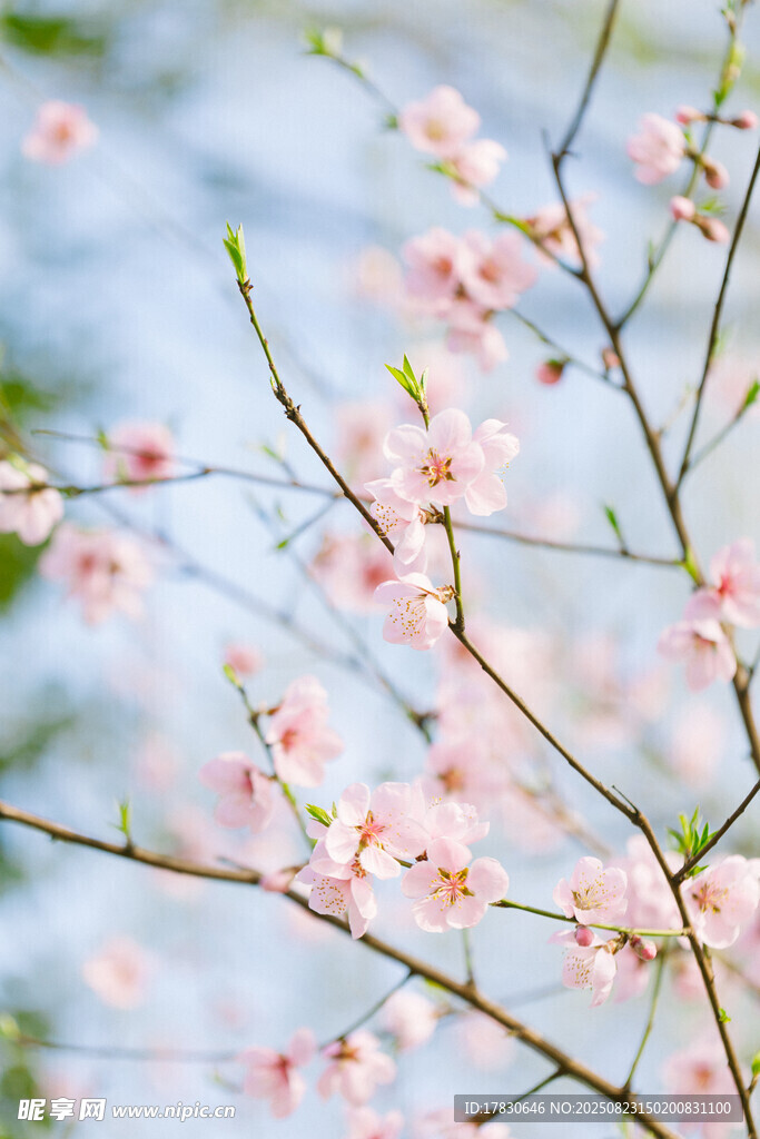 春日绽放的粉嫩桃花枝