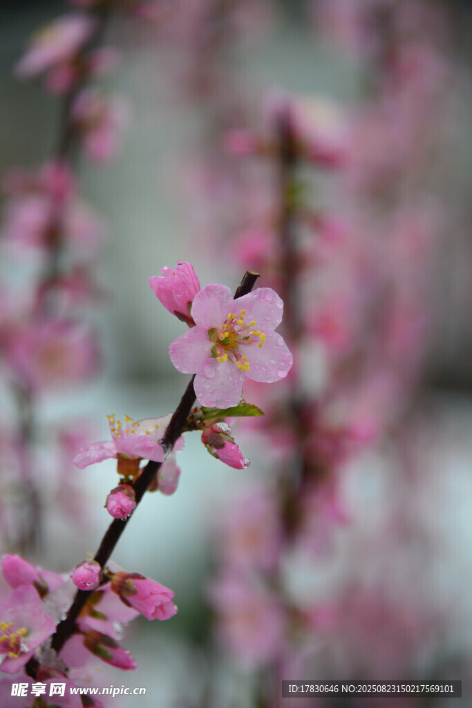 娇艳粉桃花枝特写