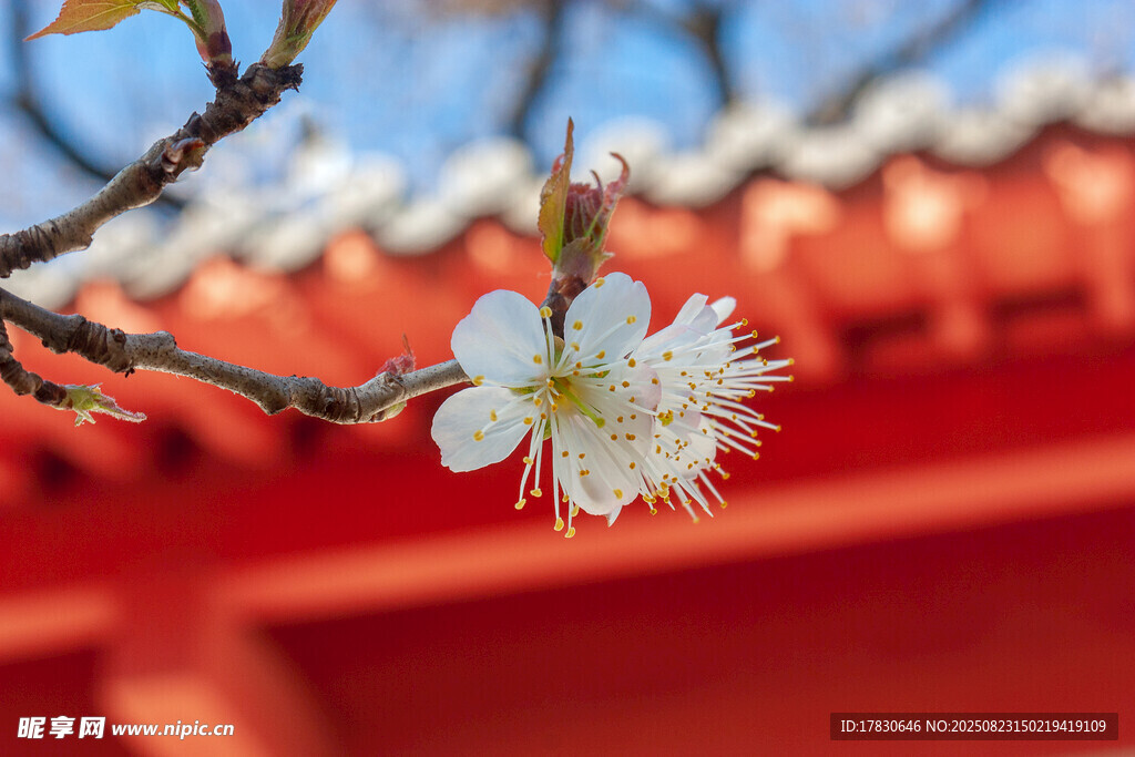 红墙前绽放的洁白花朵