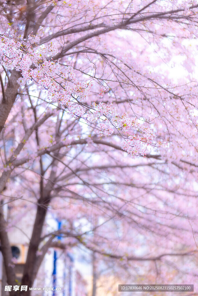 樱花