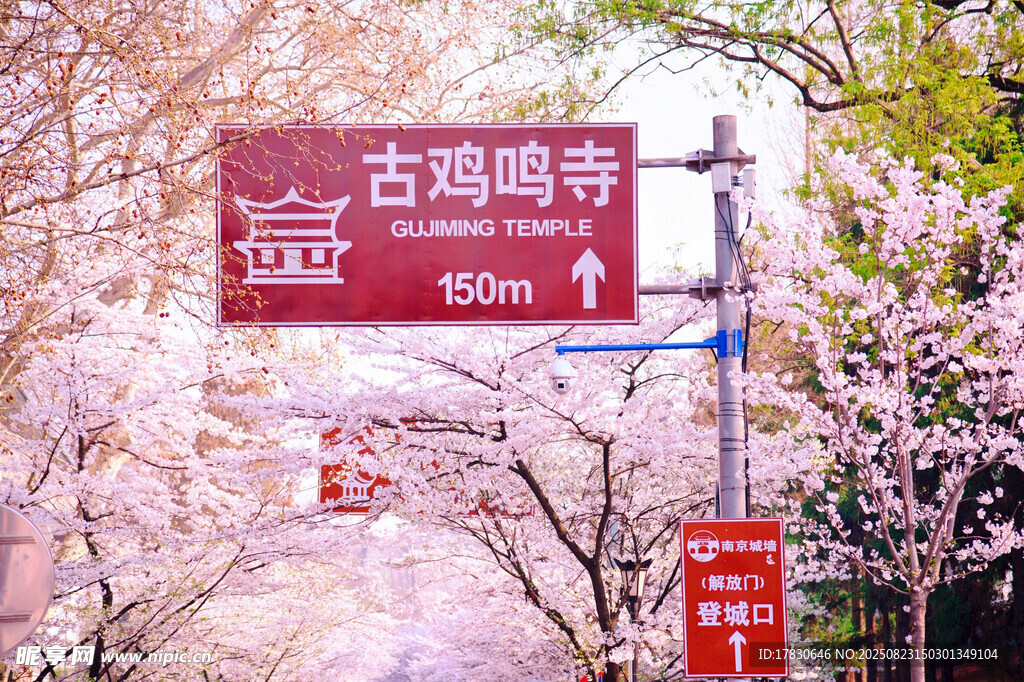 古鸡鸣寺樱花路指示牌