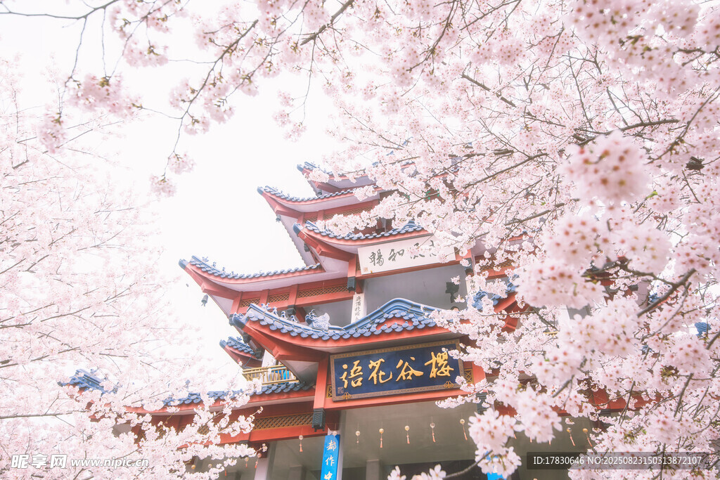 樱花烂漫中的古典楼阁