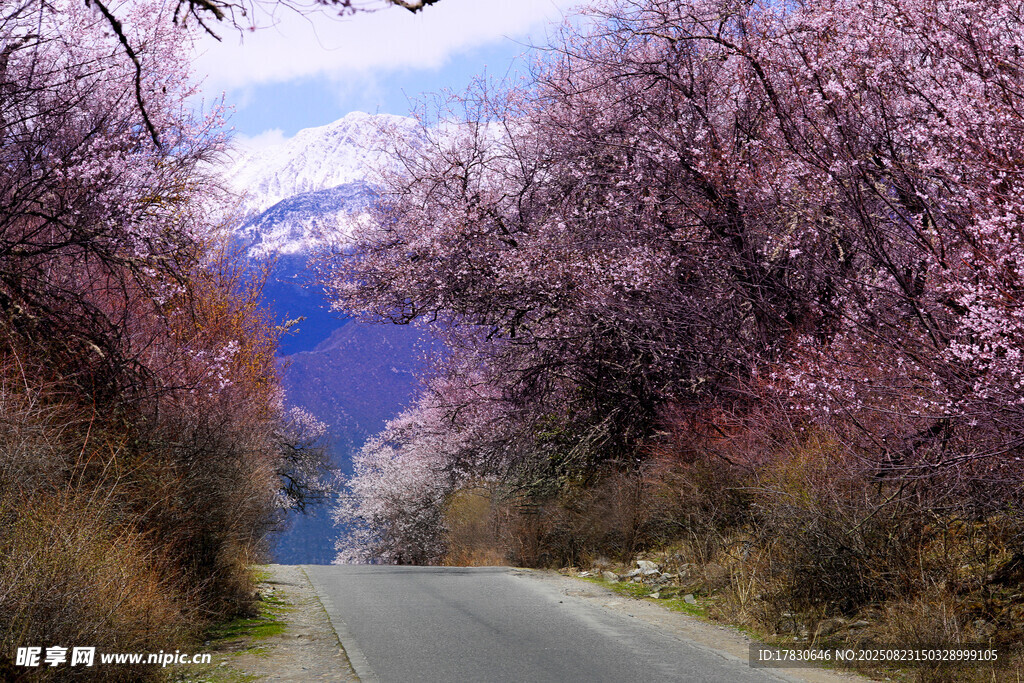 春日繁花路