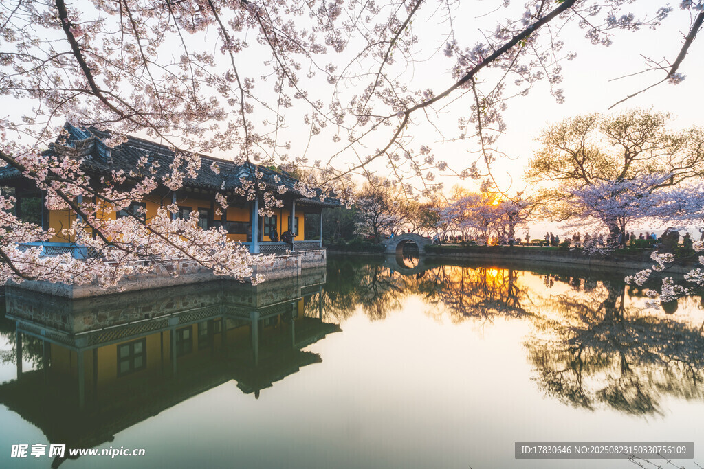夕阳下的河畔樱花美景