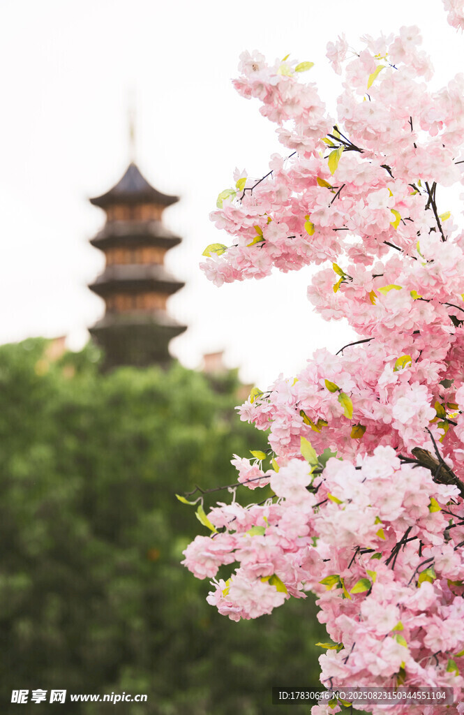 樱花与古塔相映成趣